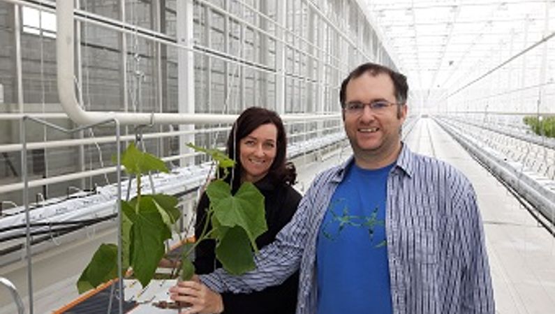 Eerste komkommer planten geplant bij Serres Toundra, Canada